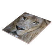 Erwachsener Löwe im Sacramento Zoo, CA Fliese (Seite)