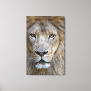 Erwachsener Löwe im Sacramento Zoo, CA Leinwanddruck