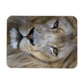 Erwachsener Löwe im Sacramento Zoo, CA Magnet (Horizontal)