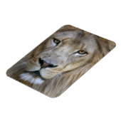Erwachsener Löwe im Sacramento Zoo, CA Magnet (Linke Seite)
