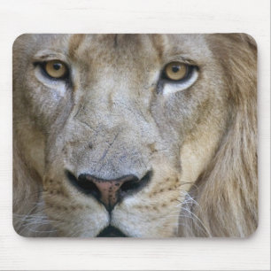 Erwachsener Löwe im Sacramento Zoo, CA Mousepad