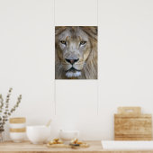 Erwachsener Löwe im Sacramento Zoo, CA Poster (Küche)