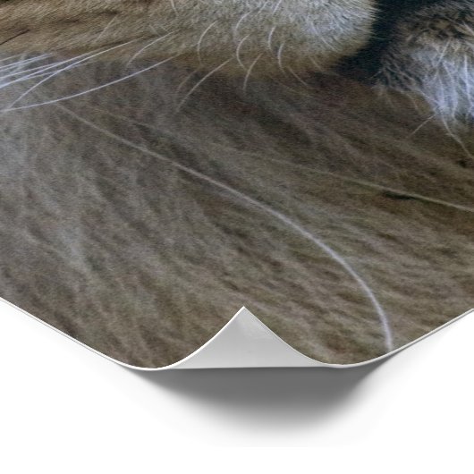 Erwachsener Löwe im Sacramento Zoo, CA Poster (Ecke)