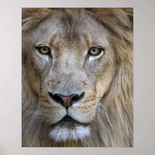 Erwachsener Löwe im Sacramento Zoo, CA Poster (Vorne)