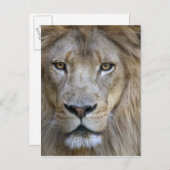 Erwachsener Löwe im Sacramento Zoo, CA Postkarte (Vorne/Hinten)