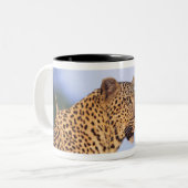 Erwachsener Mannesleopard (Panthera pardus), an Zweifarbige Tasse (Vorderseite Links)