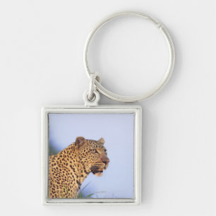 Erwachsener Mannesleopard (Panthera pardus) Schlüsselanhänger