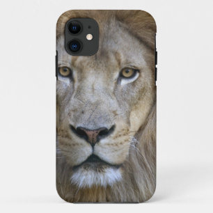 Erwachsener männlicher Löwe im Sacramento Zoo, CA Case-Mate iPhone Hülle