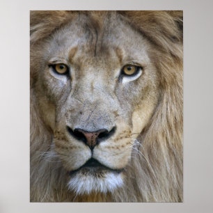 Erwachsener männlicher Löwe im Sacramento Zoo, CA Poster