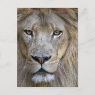 Erwachsener männlicher Löwe im Sacramento Zoo, CA Postkarte
