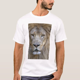 Erwachsener männlicher Löwe im Sacramento Zoo, CA T-Shirt