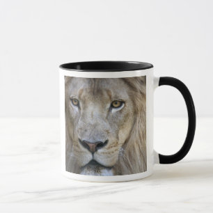 Erwachsener männlicher Löwe im Sacramento Zoo, CA Tasse
