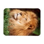 Erwachsener männlicher Löwe Magnet (Horizontal)