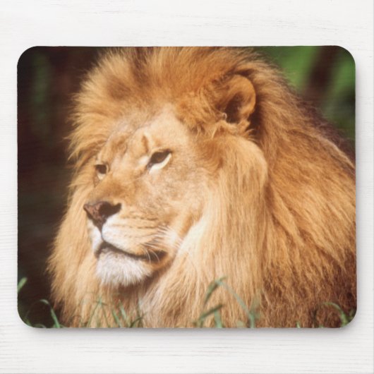 Erwachsener männlicher Löwe Mousepad (Vorne)