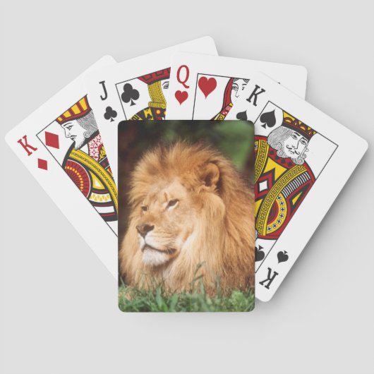 Erwachsener Mannlöwe Spielkarten (Rückseite)
