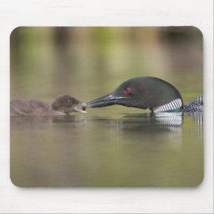 Erwachsener Seetaucher füttert Küken Mousepad