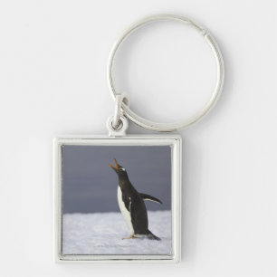 Erwachsener Vogel Gentoo Pinguins (Pygoscelis Schlüsselanhänger