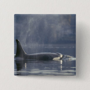 Erwachsener weiblicher Orca-Wal (Orcinus Orca), Pu Button