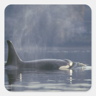 Erwachsener weiblicher Orca-Wal (Orcinus Orca), Pu Quadratischer Aufkleber