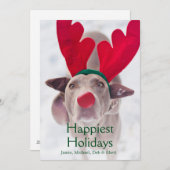 Erwachsener Weimaraner Hund, der rotes Feiertagskarte (Vorne/Hinten)