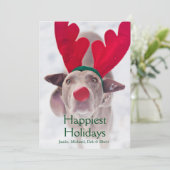 Erwachsener Weimaraner Hund, der rotes Feiertagskarte (Stehend Vorderseite)