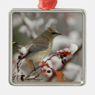 Erwachsener Zedernseidenschwanz auf Weißdorn mit S Silbernes Ornament