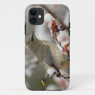 Erwachsener Zederseidenschwanz auf Weißdorn mit Sc Case-Mate iPhone Hülle