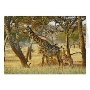 Erwachsenes Giraffenweibchen und Jungtier, Giraffa