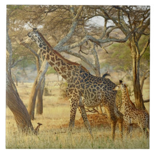 Erwachsenes Giraffenweibchen und Jungtier, Giraffa Fliese