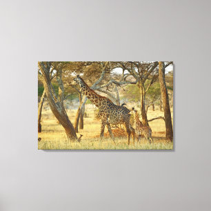 Erwachsenes Giraffenweibchen und Jungtier, Giraffa Leinwanddruck