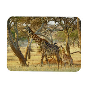 Erwachsenes Giraffenweibchen und Jungtier, Giraffa Magnet