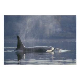 Erwachsenes weibliches Schwertwal (Orcinus Orca),  Fotodruck