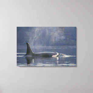 Erwachsenes weibliches Schwertwal (Orcinus Orca), Leinwanddruck
