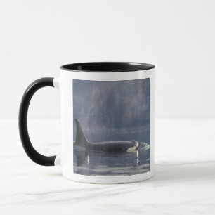Erwachsenes weibliches Schwertwal (Orcinus Orca), Tasse