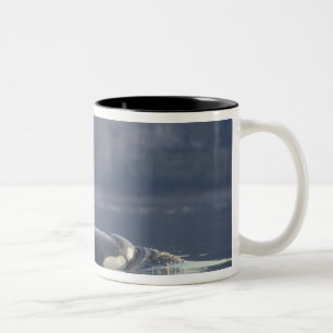 Erwachsenes weibliches Schwertwal (Orcinus Orca), Zweifarbige Tasse