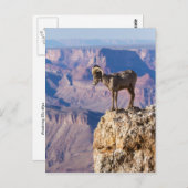 Erwägen des Abgrundes Postkarte (Vorne/Hinten)