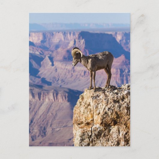 Erwägen des Abgrundes Postkarte (Vorderseite)