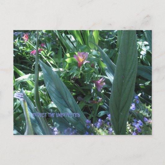 erwarten, dass postkarte (Vorderseite)