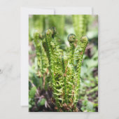 Erwecken des jungen Farns im Garten (Vorderseite)