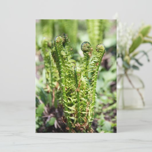 Erwecken des jungen Farns im Garten (Stehend Vorderseite)