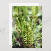 Erwecken des jungen Farns im Garten (Vorne/Hinten)