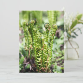 Erwecken des jungen Farns im Garten