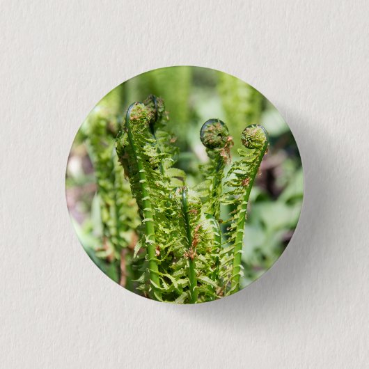 Erwecken des jungen Farns im Garten Button (Vorderseite)