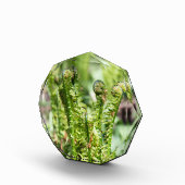 Erwecken des jungen Farns im Garten Fotoblock (Rechts)