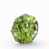 Erwecken des jungen Farns im Garten Fotoblock (Links)