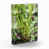 Erwecken des jungen Farns im Garten Fotoblock (Links)