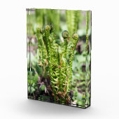 Erwecken des jungen Farns im Garten Fotoblock (Rechts)