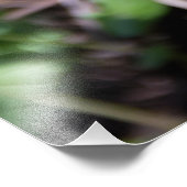 Erwecken des jungen Farns im Garten Fotodruck (Ecke)