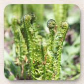 Erwecken des jungen Farns im Garten Getränkeuntersetzer (Vorderseite)