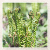 Erwecken des jungen Farns im Garten Glasuntersetzer (Vorderseite)